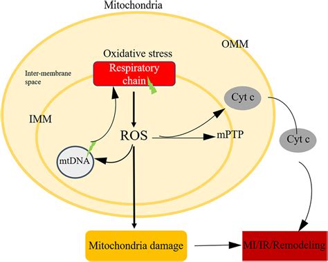 qr.bcapps.org|Role of Mitochondrial Oxidative Stress in Sepsis – DOAJ.